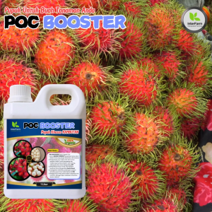 Pupuk Cair Organik POC Booster Pemeliharaan Rambutan InterFarm - Nutrisi Efektif