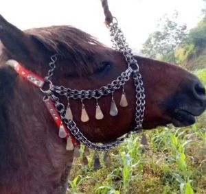 Horse Accesory Stainless Double SPL Design