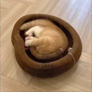 【SG Local】Cat Collapsible Scratcher Lounge Magic Organ Spinning Ball Toy Bell Scratch Cat Scratching Board Mainan Papan