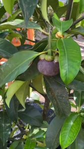 BIBIT MANGGIS | Cepat Berbuah | BIBIT OKULASI / SAMBUNG PUCUK