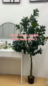⚡️LIKE BUG⚡️DOUBAN PREMIUM Plant Hiasan Viral Pokok r| Pokok Hiasan Viral | pokok hiasan dalam rumah