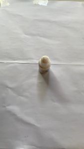 Nutri Cat Drop 30ml Vitamin Penumbuh Bulu Kucing Cat Kitten