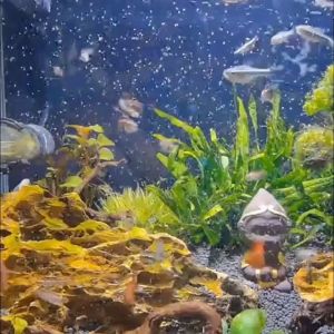 Aquarium Brine Shrimp Incubator Kit Artemia Baby Fish Hatching Bucket Hatch Tools