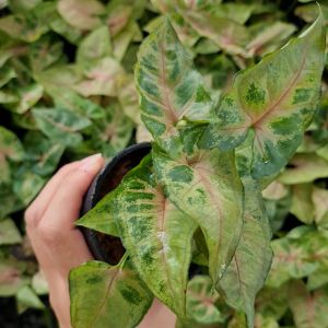 ออมทรัพย์ ไม้มงคลเรียกทรัพย์ (แถมหินโรย!) ต้นออมทรัพย์ ออมคริสมาสต์ ต้นไม้ฟอกอากาศ กระถาง 4 นิ้ว เลี้ยงง่าย ประดับบ้าน