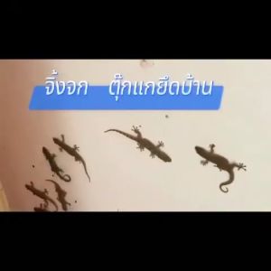 ครีมกำจัดจิ้งจก ตุ๊กแก และ แมลงสาบ แมลงวัน ยาฆ่าจิ้งจก ตุ๊กแก ยาฆ่าแมลงสาบ ตายแล้วร่วงลงพื้น ไม่เหม็น ไม่เน่าตามซอก ขนาด 8 ชิ้น/กล่อง ผลยาวนาน ปลอดภัยสำหรับคนและสัตว์เลี้ยง