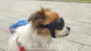 UV Protective Goggles for Dogs Cat Sunglasses Cool Protection Eyewear for Small Medium Dogs Outdoor Riding Pets Accessorie
