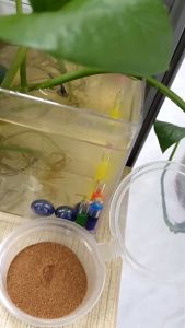 เลือกเมียลอกไข่ ไข่อาร์ทีเมีย - ชุดอาหารปลาหางนกยูง ลูกกุ้ง, ลูกปลาแรกเกิด, ปลาสวยงามที่น่าละเอียด ขนาดเล็ก