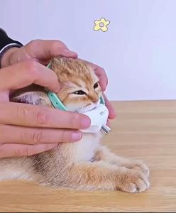 Deemar ปลอกคอแมว 🔦เลเซอร์แมว ปลอกคอแมว LED ของเล่นแมว ของใช้แมว Laser coolar