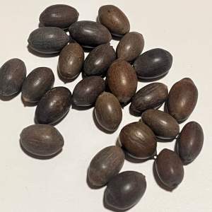 water lily plant seed lotus seeds Nymphaeaceae species
