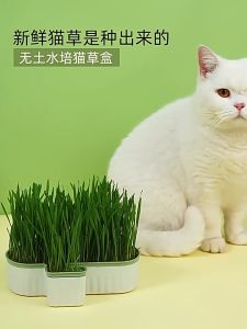 Cat Grass Kit Planting Cat Grass Soilless Hydroponic Diy Tanam Rumput Kucing 无土水培猫草