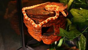 Nomoy Pet Imitation Rock Shelter Reptile Hide Cave with Lid with Strong Suction Cup