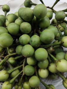 jual buah cepokan atau takokak 500 grm buat Obat herbal mata  minus