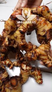 Lengkuas atau Laos Segar 1kg Organik