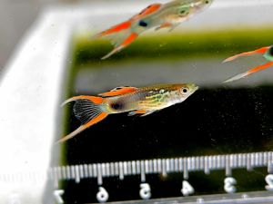 (12.12 Buy 1 Pair Free 1 Pair) Campoma no.48 "Black Green" - Poecilia wingei | Guppy | Peacock Fish