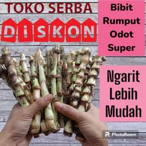 bibit odot super bibit rumput odot paketan 5kg