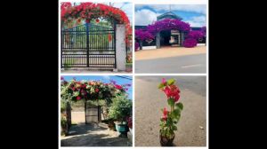 Cây hoa giấy giống màu nguyên thủy chưa ghép Minh Hân Garden