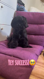 1pcs Papi Vermifuge Tablet Animal Science Worm Rid Tablet All Stages Adult Puppy Deworming Tablet