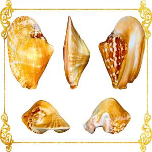 Sinustrombus Latissimus | 5 - 7 Inches