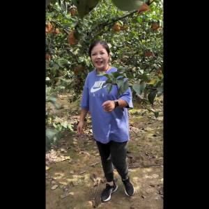 【1184人收藏】正宗秋月梨树苗嫁接特大纯甜梨苗南方北方种植盆栽地栽当年结果苗