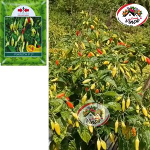 Benih Bibit Biji Cabe Rawit Setan RAWITA F1 350 Butir dari CAP PANAH MERAH