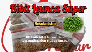 Bibit Leunca Miranti Super lebat mudah tumbuh dan tahan hama