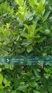 Tắc xanhtắc chín 2kg (hàng chất lượng )