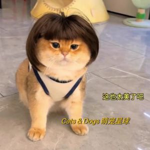 ทองชั้นบ๊อบตัดผมสําหรับแมวและสุนัขหมวกขนเทียมกับ Bangs ยอดนิยมบน TikTok Pet Grooming อุปกรณ์เสริม
