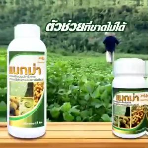สารจับใบ แมกม่า (MAXMA) ช่วยลดต้นทุน ปุ๋ยเคมี เพิ่มการดูดซึม ใช้ดีบอกต่อ ใช้ได้กับพืชทุกชนิด