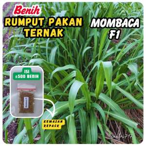 ±500 Biji - benih rumput super mombaca f1 rumput mombasa pakan ternak modern (repack)