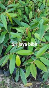 BIBIT DURIAN MONTONG bisa berbuah dalam pot (bisa tabulampot) pohon pendek berbuah