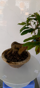 Mai Siêu Bông Bình Lợi Gốc Quái - Dáng Cây Độc Lạ Hoa Đẹp Nhiều Cánh Trang Trí Nhà Cửa Sân Vườn Văn Phòng