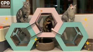 ที่ลับเล็บแมว ของเล่นแมว บ้านแมว ที่นอนแมว Hexagon รุ่น หกเหลี่ยมมหัศจรรย์