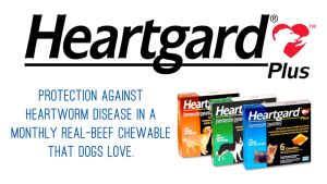 Heartgard Plus - Viên nhai xổ giun đũa giun móc giun tim cho chó dưới 11.5kg - 1 hộp 6 viên Petemo Pet Shop