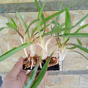 Cryptocoryne spiralis Tanaman Aquascape Media Lempeng Pakis