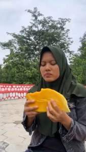 Tabulampot Bibit Mangga Mahatir Unggul Hasil Okulasi Cepat Berbuah