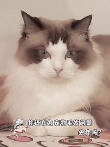 ไม้ถูพื้นทิชชู ไม้ถูพื้น ใช้แล้ว กระดาษเปียก กระดาษแห้ง ผ้ารีฟิลถูพื้น เหมาะสำหรับครอบครัวที่มีสัตว์เลี้ย Lazy Mop - 159