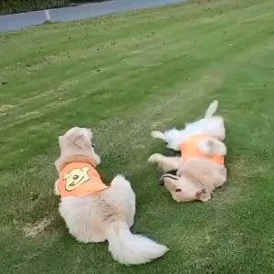 Áo ba lỗ thun thoáng khí in hình cho chó vừa và to lớn - Đen Ta Pet shop