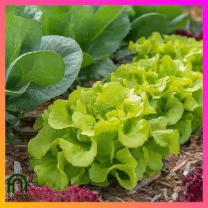 SeedsPLAZA™ - Australian Lettuce Yellow Green Seeds for Planting Vegetable Plants (50 Seed) + Planting Instructions F1