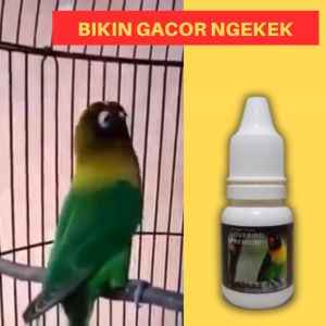 Vitamin Burung Lovebird Premium Gacor Konslet Ngekek Panjang