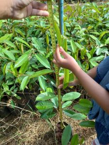 สั่ง1แถม1 ต้นทุเรียนพันธุ์ทองหลินจง สายพันธุ์แท้ที่จีนต้องเหมาสวนตลอดมา ความลับที่หลายคนไม่รู้ สุดยอดทุเรียนไทย ทรงกระโดง