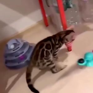 TY Mainan Gigitan Bola Garis Rainbow Kucing Cat Toys Mainan Hewan Peliharaan Doggy