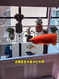 特惠促销净水专研鱼缸水缸高分子聚合物净水片除绿藻去黄水去菌净化多功能Specialized in water purification fish tank water tank