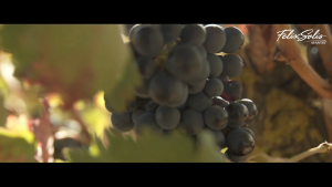 Felix Solis Mucho Mas Red Blend Tinto N.V. 750ml 14% Spain Vino de Espana Syrah Tempranillo Red Wine