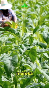 Hormon Auksin MSG 3 - Pupuk Zat Pengatur Tumbuh Pupuk ZPT Merangsang Pertumbuhan Akar Tunas Tanaman