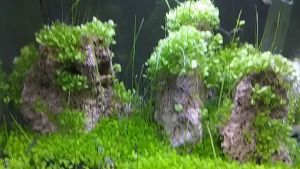 Aquatic Dragon Stone Rock Aquascaping Stone Aquariums Decoration