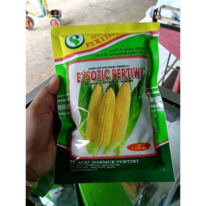 Benih Jagung Manis Hibrida Exotic/Eksotik 1.750 biji Benih Pertiwi
