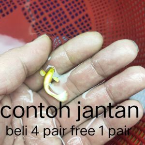 Gold Guppy 黄金孔雀鱼  ready breed （beli 4 pair free 1 pair）