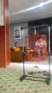 PAKAN LOMBA UNTUK BURUNG MURAI BATU
