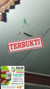 Racun Cicak RACAK HERBAL All In 1 Bisa Untuk Membasmi Cicak Tokek dan Kecoa Terbukti Paling Ampuh Racun cicak herbal Racak Pembasmi cicak ampuh Racun tokek Umpan cicak Racun cecak Obat cicak
