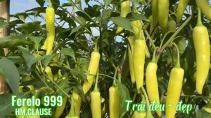 hạt giống Ớt Sừng vàng FERELO 999 công ty HM.CLAUSE én vàng gói 850 hạt